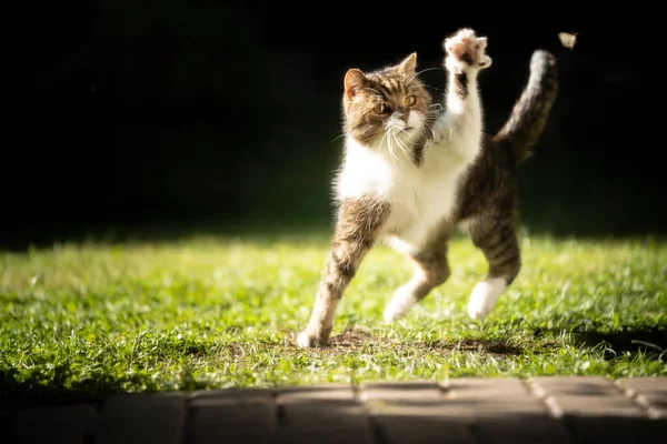 Katze fängt Motte im Sonnenlicht — Stockfoto