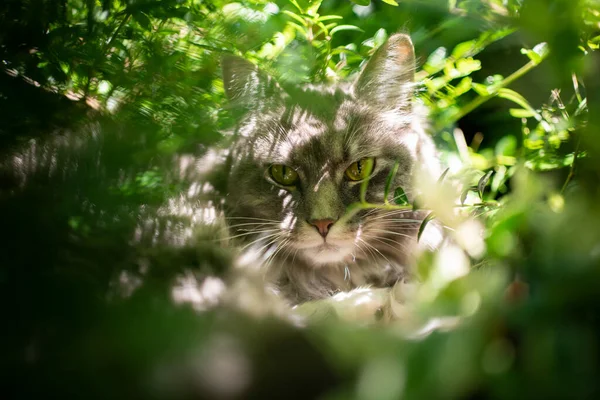 Kot odpoczywający w roślinach i krzewach — Zdjęcie stockowe