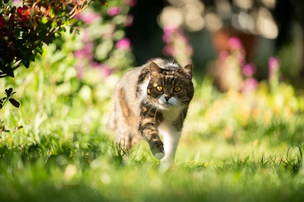 Gato andando no jardim ensolarado — Fotografia de Stock