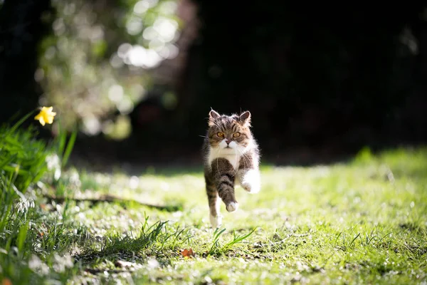 Niedliche Laufkatze im Sonnenlicht — Stockfoto