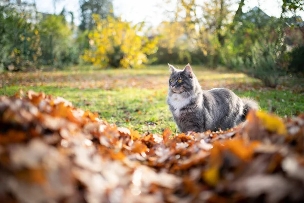 Folhas de gato e outono no jardim — Fotografia de Stock