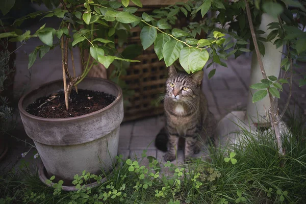 Tabby cat between plants on terrace — Stock Photo, Image