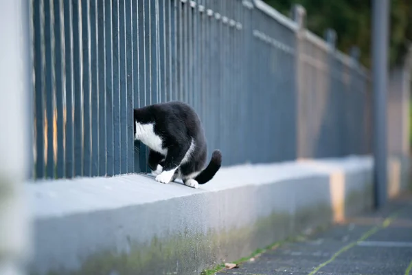 Katze auf Straße steckt Kopf durch Zaun — Stockfoto