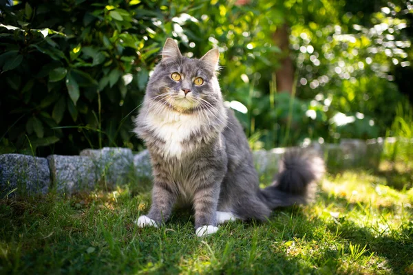 Bonito maine coon gato no jardim — Fotografia de Stock