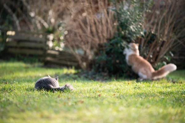 Gatos brincalhões ao ar livre no jardim — Fotografia de Stock