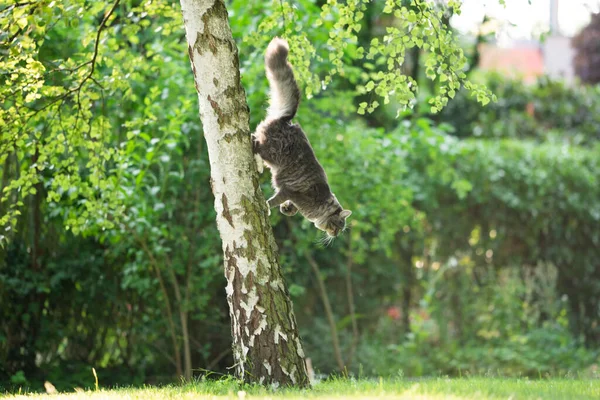 Kočka skákající ze stromu — Stock fotografie