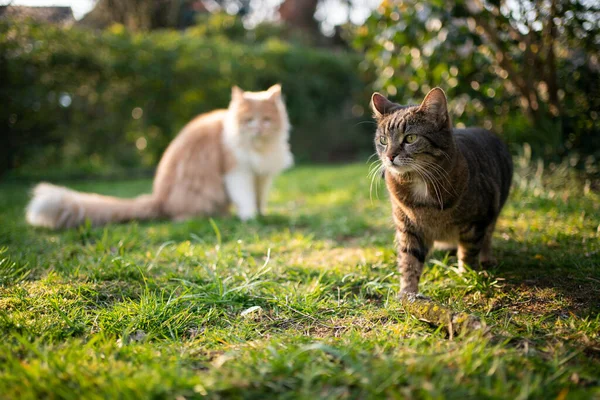 Bahçede iki farklı cins kedi. — Stok fotoğraf