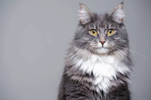 Maine Coon Katze Studio Portrait — Stockfoto