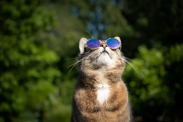 Cat wearing sunglasses outdoors — Stock Photo, Image