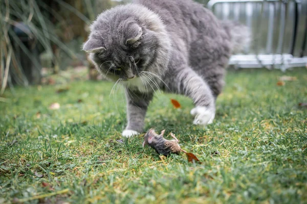 cat hunting mouse in garden