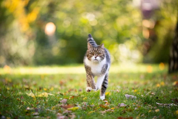 Бегущая кошка в солнечном саду — стоковое фото