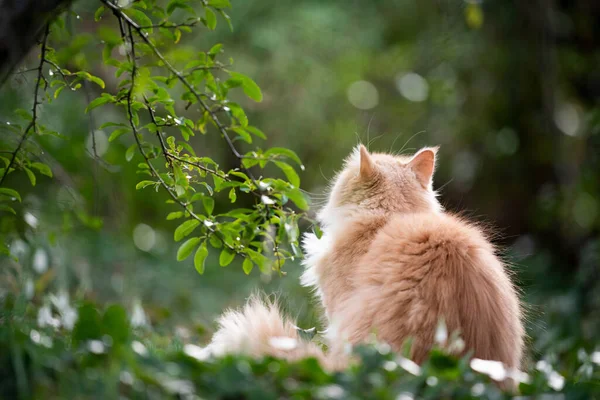 Curioso maine coon gato al aire libre — Foto de Stock