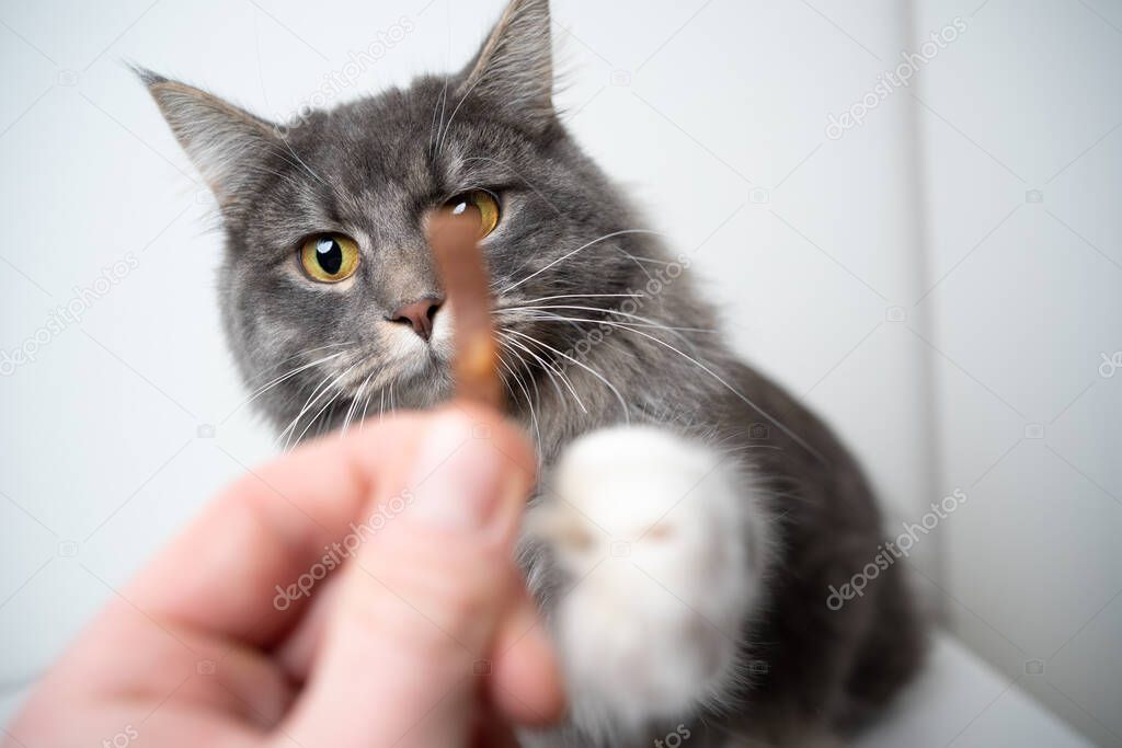 feeding hungry maine coon cat