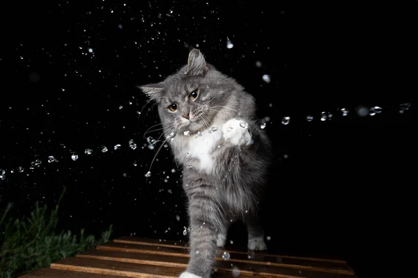 Maine mýval kočka hrát s vodou — Stock fotografie