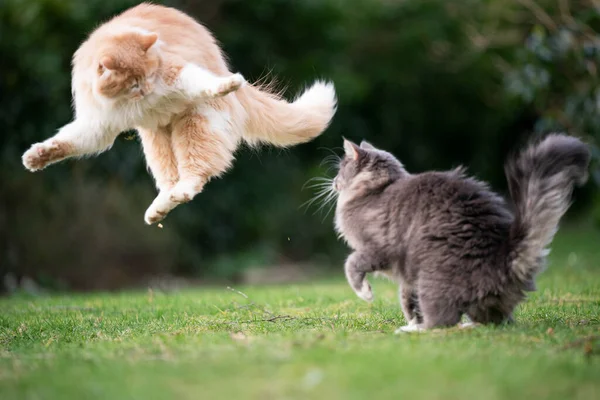 Dos gatos jugando lucha al aire libre — Foto de Stock