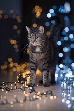 Kedi Noel ışıklarının önünde duruyor.