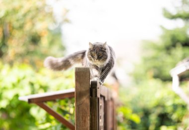 Kedi dışarıda çitte yürüyor.