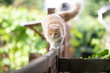 Kedi dışarıda çitte yürüyor.