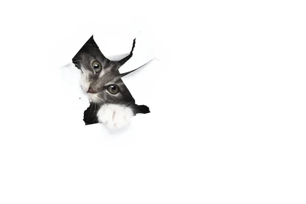 Maine coon kitten玩撕破的纸 — 图库照片