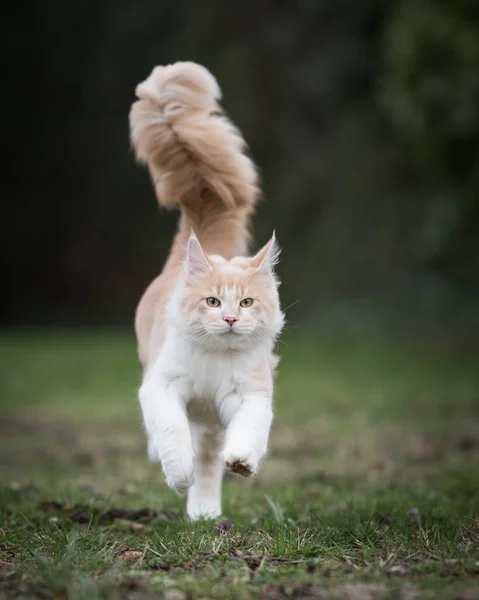 芝生の上を走るメイン・カヌー猫 — ストック写真