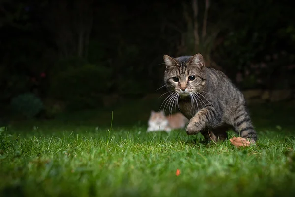 Gato caza puntero láser en la noche — Foto de Stock