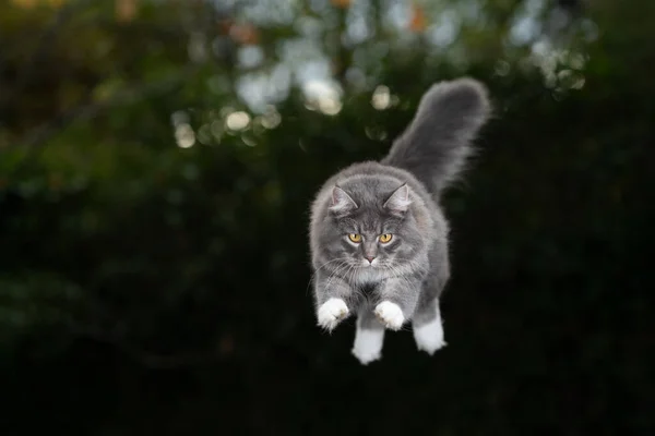 jumping fluffy cat in nature