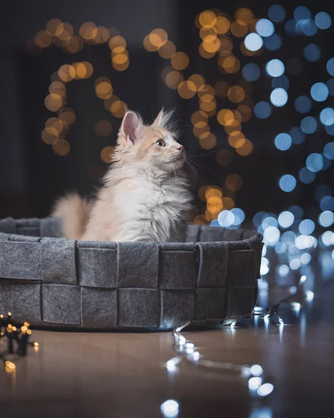 Gatinho com luzes bokeh Natal — Fotografia de Stock