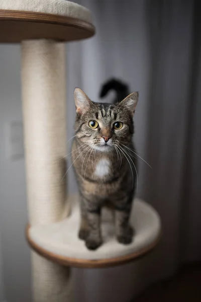 Katze steht auf Kratzpfosten — Stockfoto