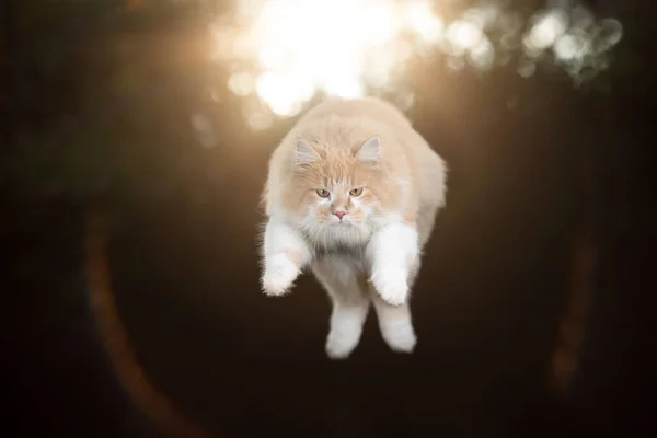 Maine Coon Katze springt ins Sonnenlicht — Stockfoto