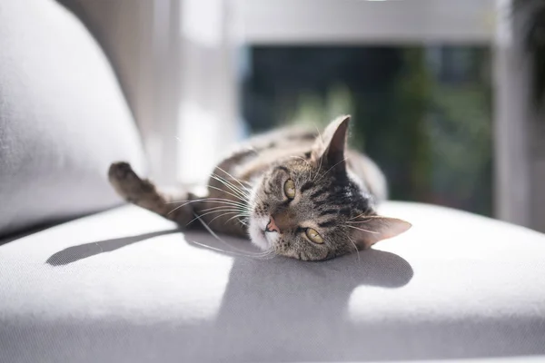 Кошка, лежащая на диване — стоковое фото
