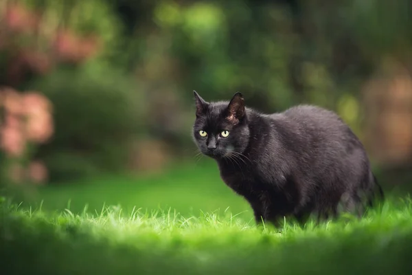 Svart katt i grön trädgård — Stockfoto