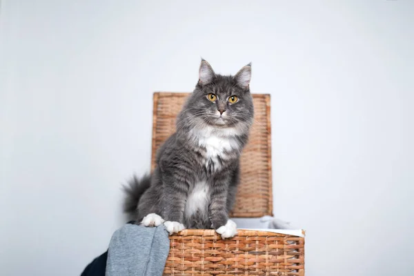 Gato bonito dentro de cesta de roupa — Fotografia de Stock