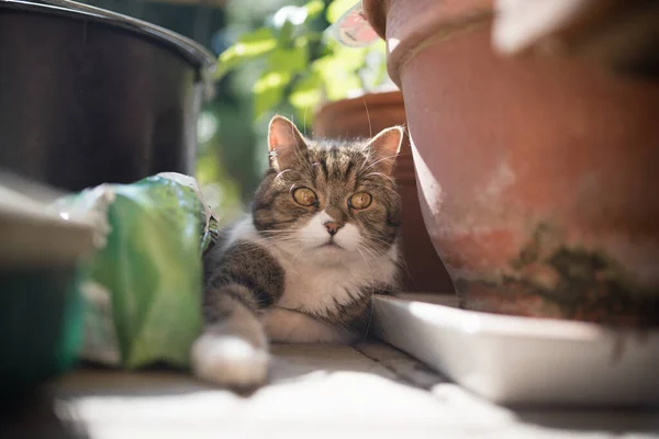 Katze ruht zwischen Pflanztöpfen — Stockfoto