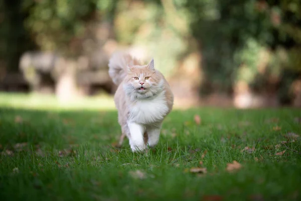 overweight looking cat running