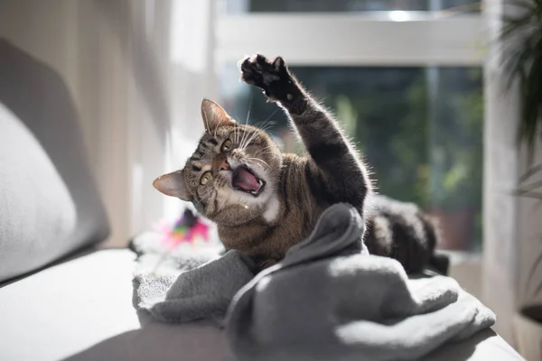 Кошка играет на диване — стоковое фото
