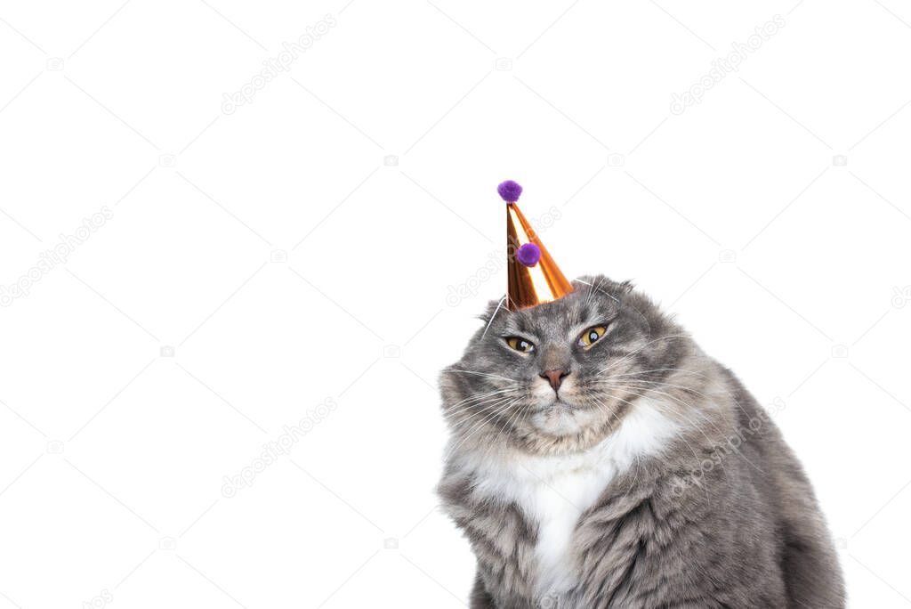 cat funny party hat dislike