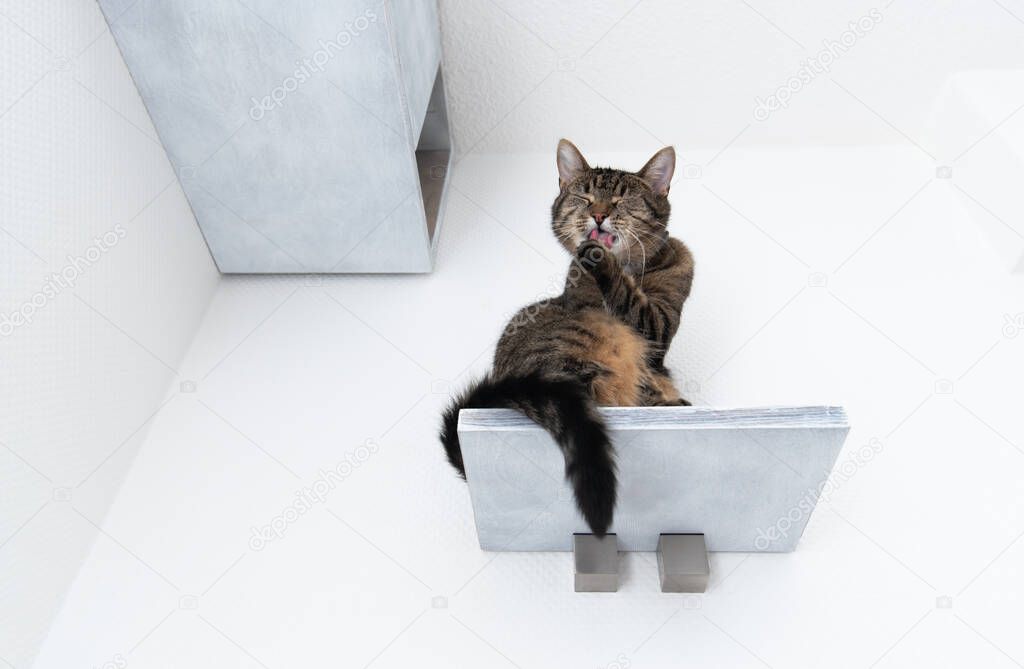 tabby cat on diy cat cave