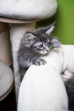 Maine Rakun Yavrusu tırmalama direğine tırmanıyor