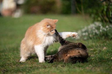 Farklı cins kediler dışarıda oynuyorlar.