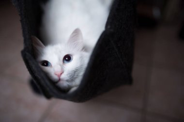 Beyaz kedi çantada dinleniyor.