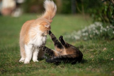 Farklı cins kediler dışarıda oynuyorlar.