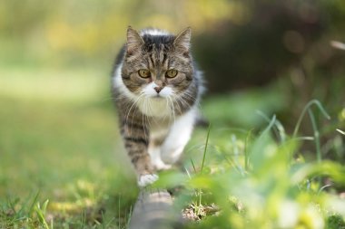 kedi ağaç kütüğünde dengeleniyor
