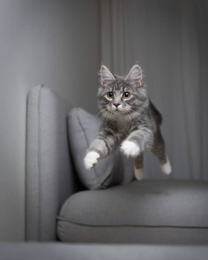 Kedi kanepenin üzerinden atlıyor.