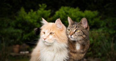 Dışarıda iki farklı cins kedi var.
