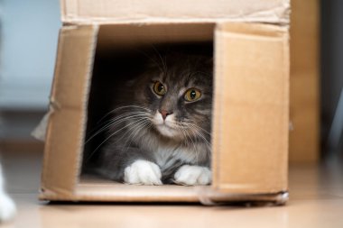 Oyuncu kedi kutunun içinde