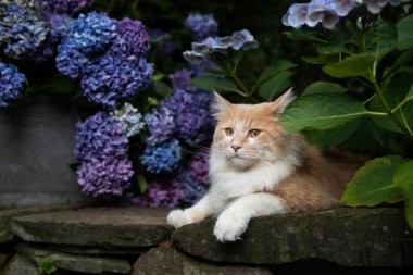 kedi ortanca bitkisinde dinleniyor.