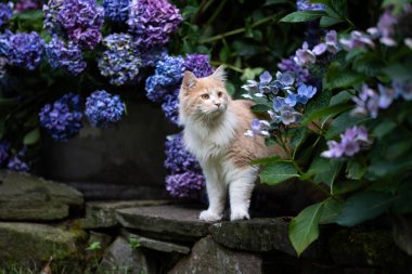 Mor ortanca çiçeğinin yanındaki kedi.