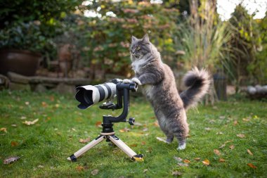 Kedi fotoğrafçı kameraya yaslanıyor