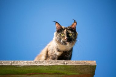 Maine Rakun Kedi platformda