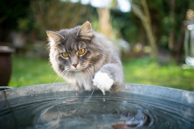 meraklı kedi suyla oynuyor.